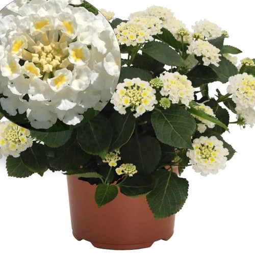 Lantana 'Havana Full Moon' - Lantaan 'Havana Full Moon'  